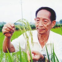 袁隆平——杂交水稻之父