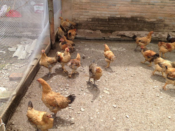 澜沧县：新农村工作队 “养鸡种菜种树”践行群众路线（图：1）