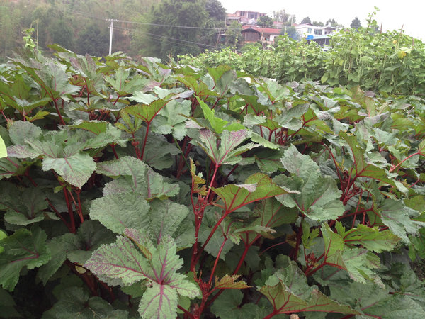澜沧县：新农村工作队 “养鸡种菜种树”践行群众路线（图：3）
