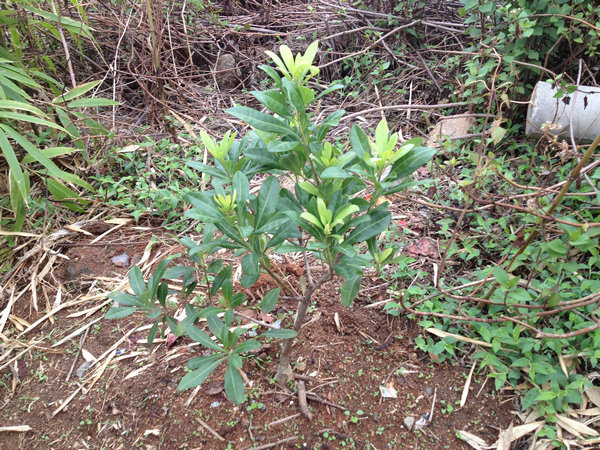 澜沧县：新农村工作队 “养鸡种菜种树”践行群众路线（图：4）