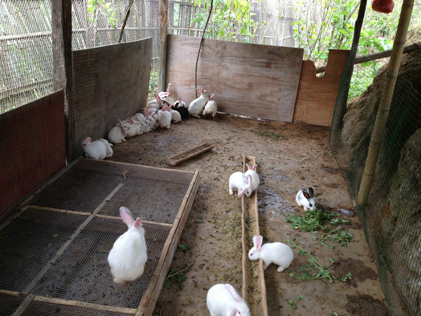 澜沧县：新农村工作队 “养鸡种菜种树”践行群众路线（图：2）