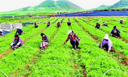 威宁迤那镇大力发展党参种植,让当地群众致富
