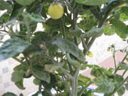  “番茄剃头”产量翻番