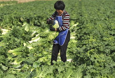 辽宁朝阳秋白菜喜开收