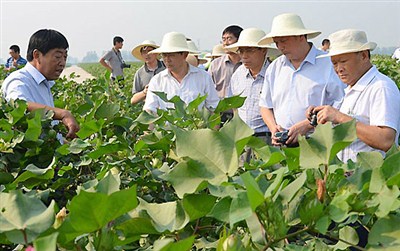 攻克棉花黄萎病终居国际领先地位