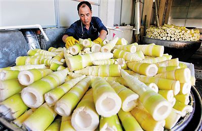 白沙大力发展竹笋产业。该县麻竹种植面积已发展到9万亩。本报记者