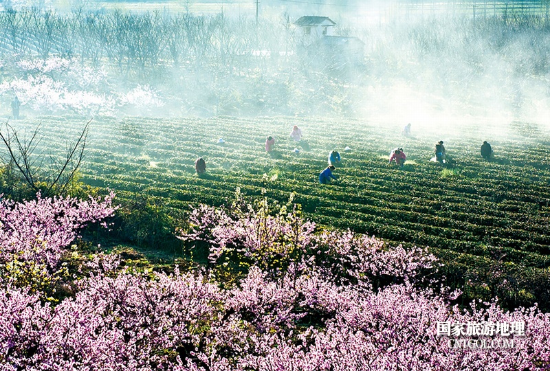 “中国水蜜桃之乡”无锡阳山/无锡阳山茶园春色