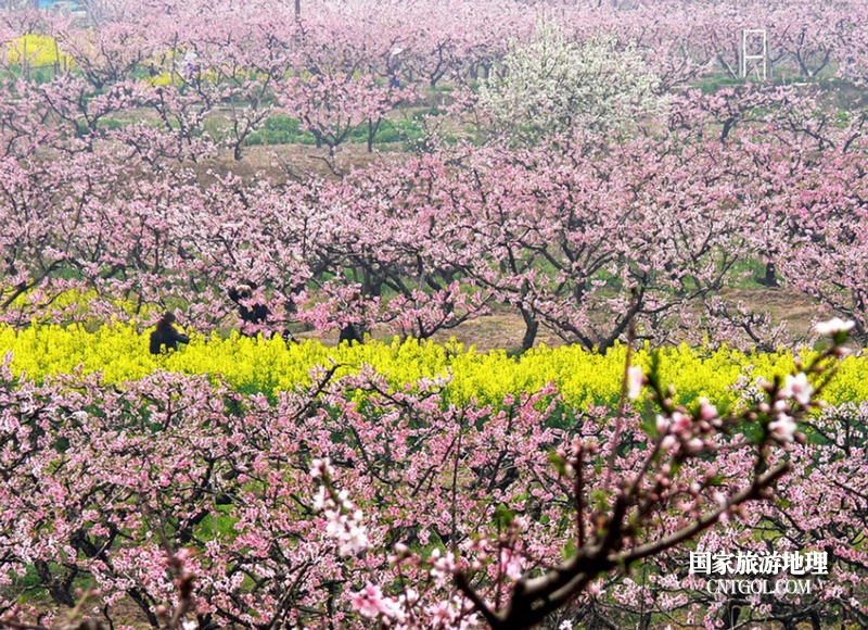 “中国水蜜桃之乡”无锡阳山/阳山小镇桃花源
