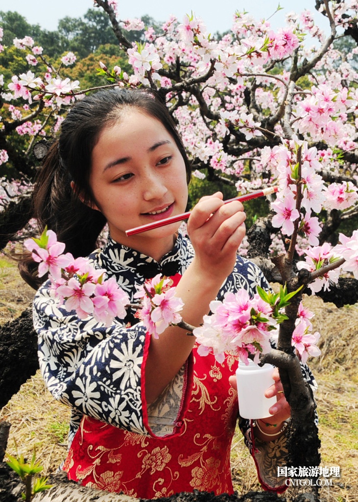 “中国水蜜桃之乡”无锡阳山/在授粉的姑娘