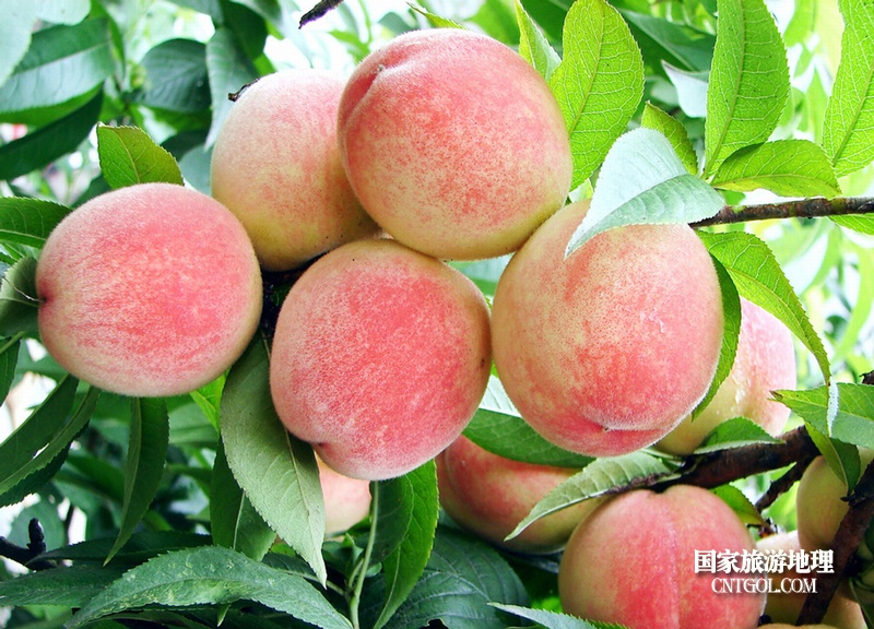 “中国水蜜桃之乡”无锡阳山/中国水蜜桃之乡-无锡阳山