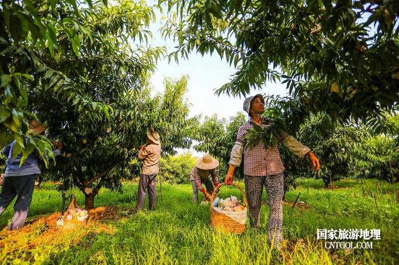“中国水蜜桃之乡”无锡阳山/中国水蜜桃之乡无锡阳山小镇